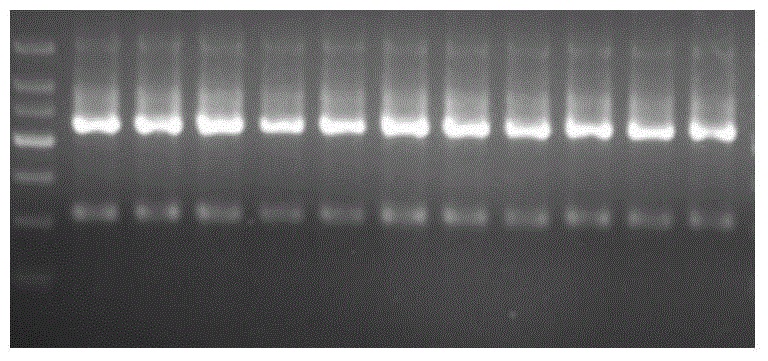 Detection kit and detection method for individualized medication of warfarin