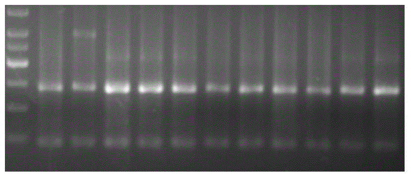 Detection kit and detection method for individualized medication of warfarin