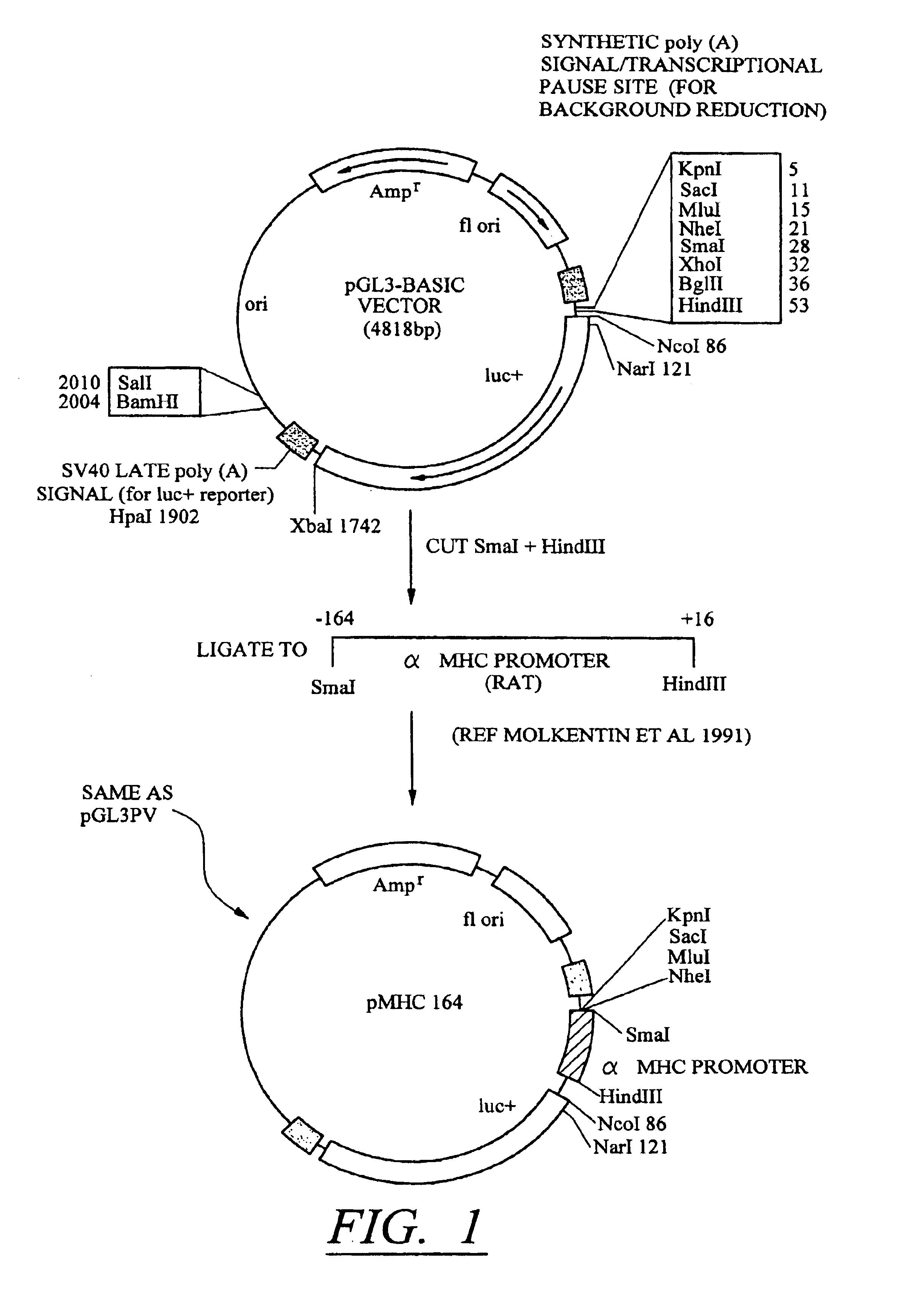 Molecular switch for regulating mammalian gene expression