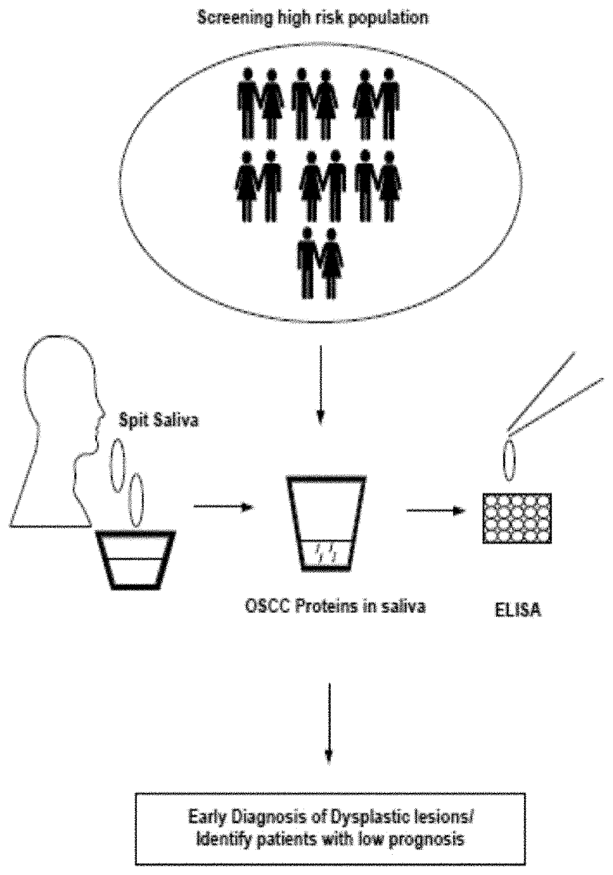 Sall.ivary protein biomarkers for the diagnosis and prognosis of head and neck cancers, and precancers