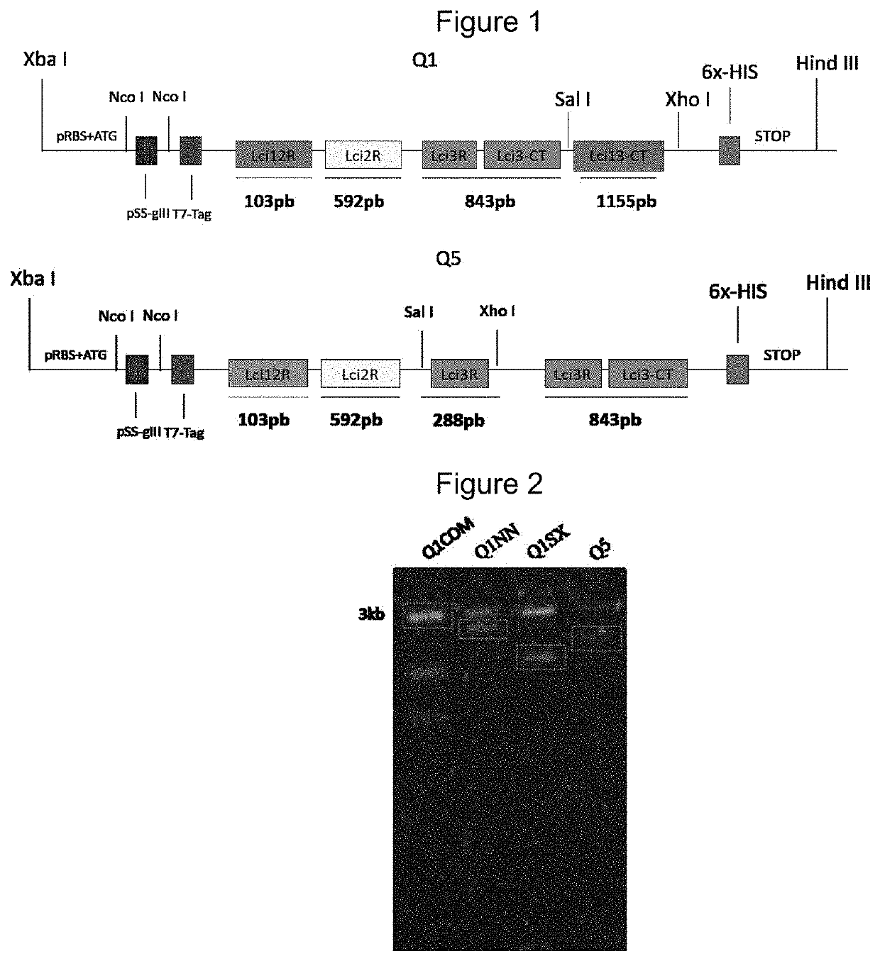 Chimeric protein, method of production and use thereof, and also a nucleic acid molecule, expression cassette, expression vector, host cell, composition for the diagnosis of leishmaniasis, kit for the diagnosis of leishmaniasis and method of diagnosis of leishmaniasis in vitro