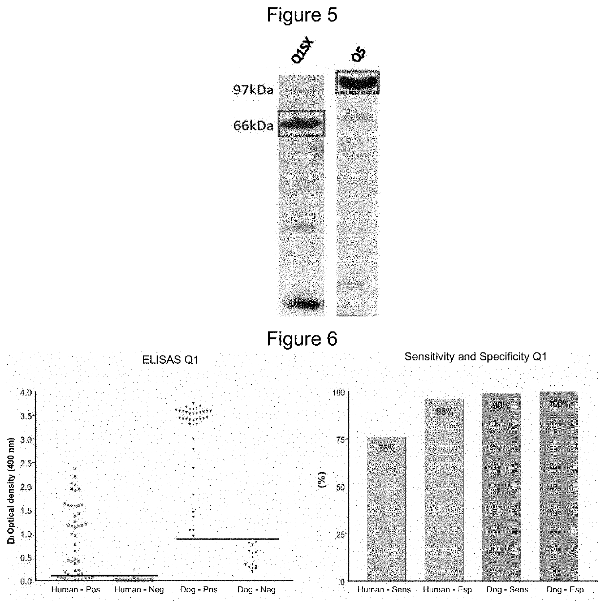 Chimeric protein, method of production and use thereof, and also a nucleic acid molecule, expression cassette, expression vector, host cell, composition for the diagnosis of leishmaniasis, kit for the diagnosis of leishmaniasis and method of diagnosis of leishmaniasis in vitro