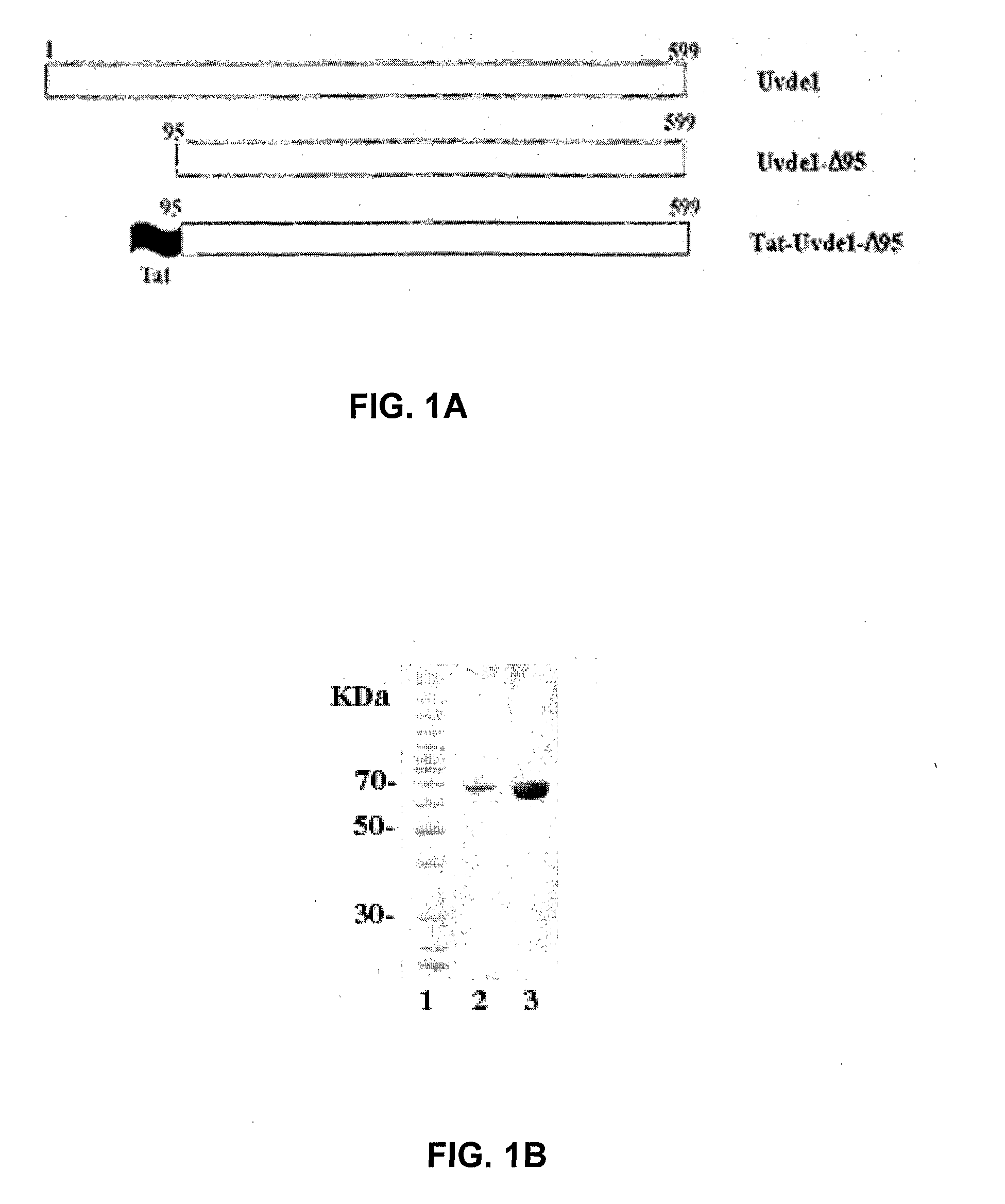 Re-engineered UV damage endonuclease, compositions and methods