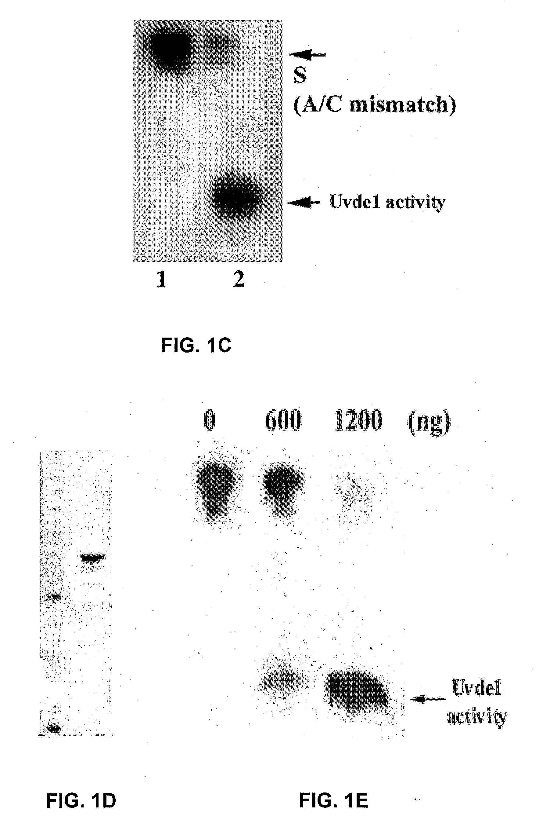 Re-engineered UV damage endonuclease, compositions and methods