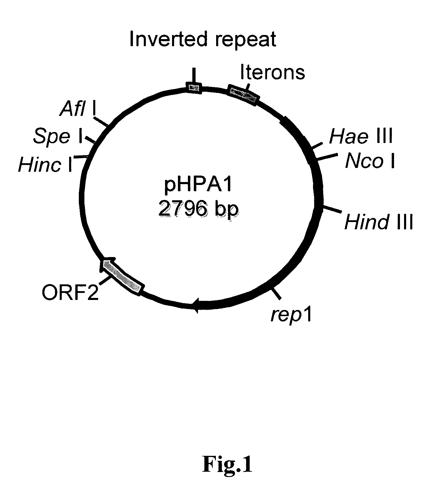 Helicobacter system and uses thereof
