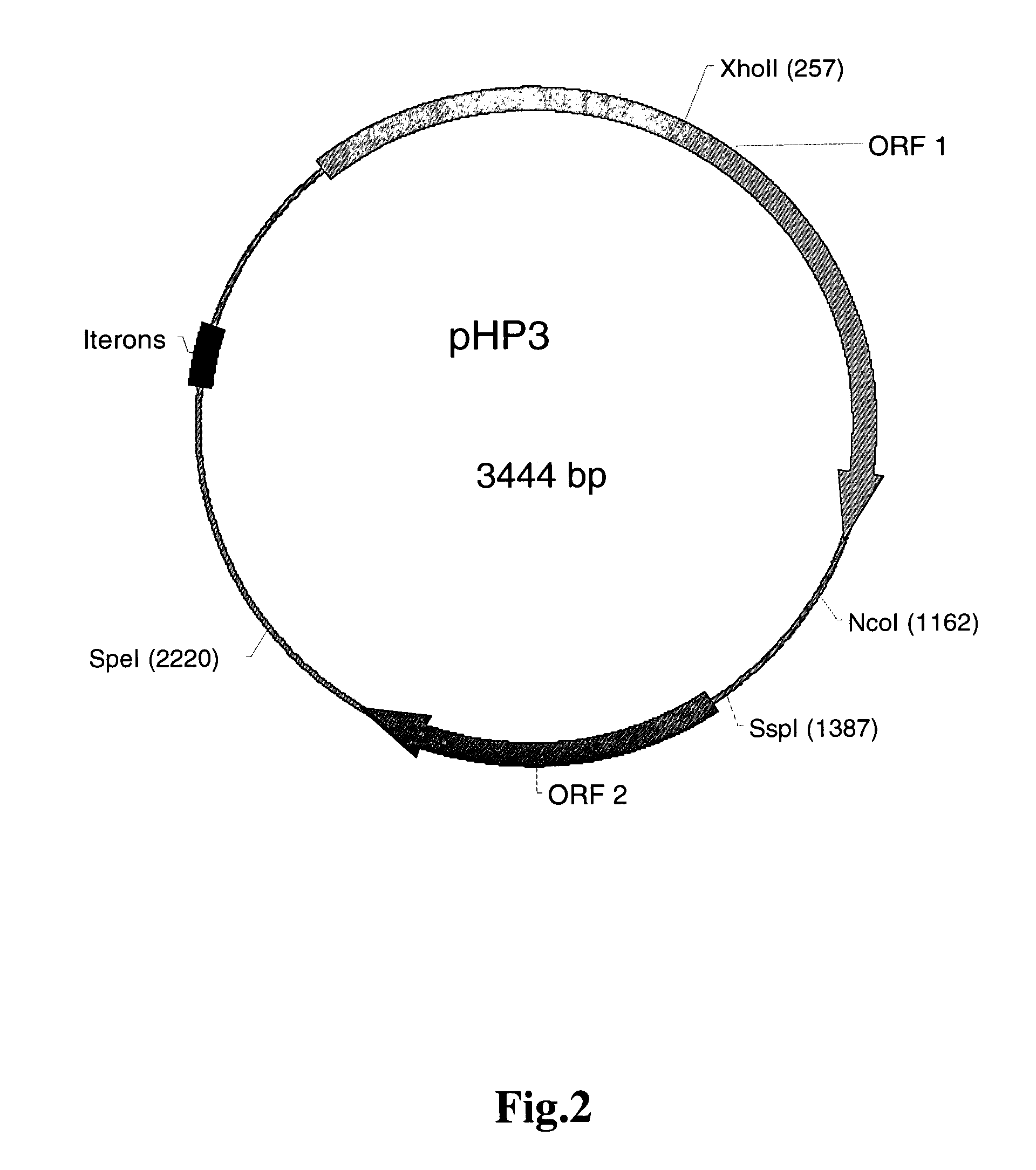Helicobacter system and uses thereof