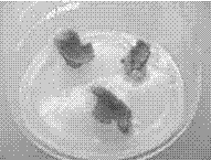 A method for doubling of cabbage microspore haploid plants