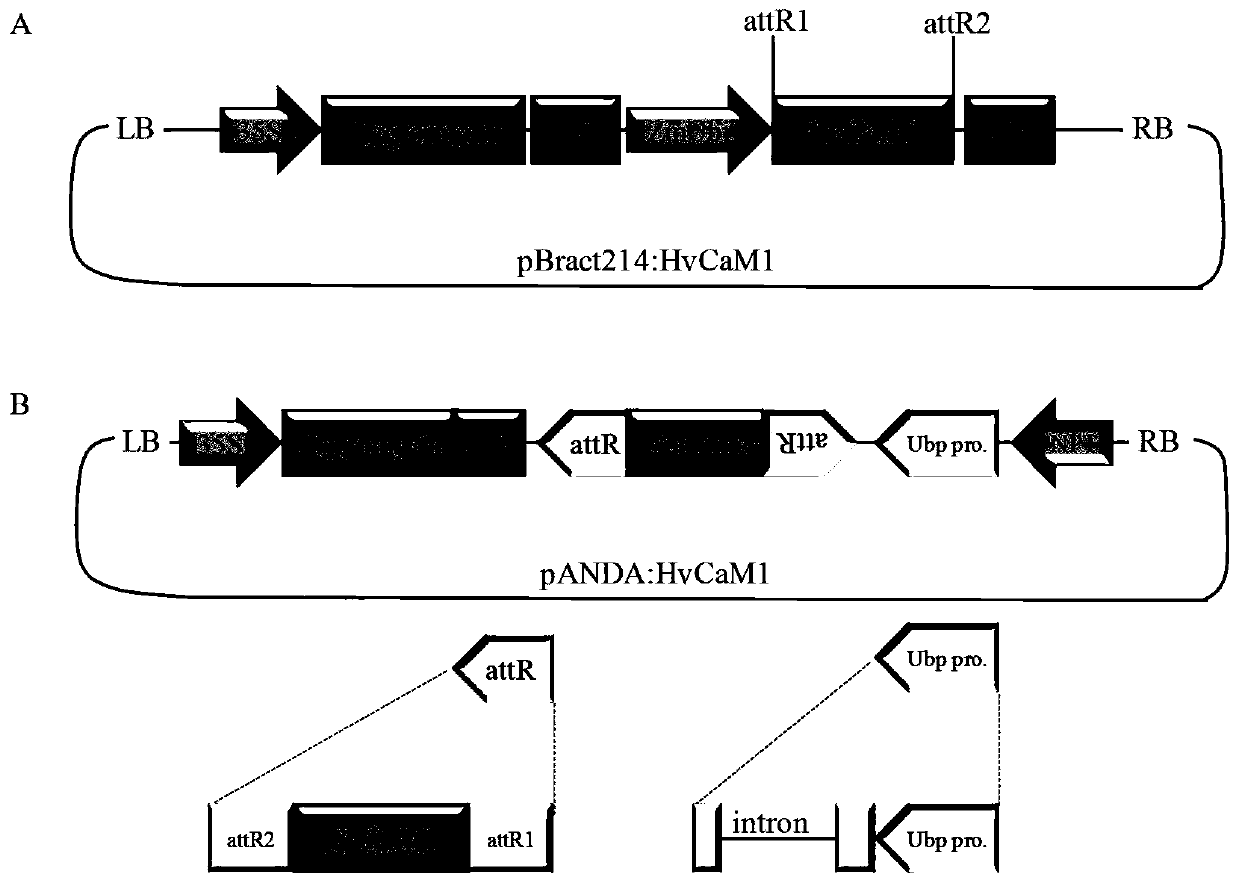 A barley calmodulin gene hvcam1 and its application in salt tolerance
