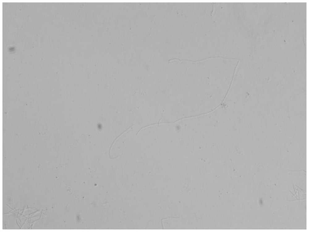 Application of styrene quinoline derivatives in the preparation of anti-drug-resistant bacteria drugs and anti-drug-resistant bacteria drugs