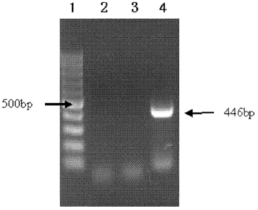 Multiplex polymerase chain reaction (PCR) amplification method and reagent kit