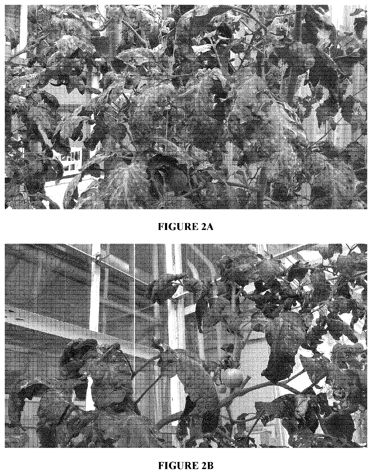 Herbal compositions and methods for the prevention and treatment of plant of nail infections