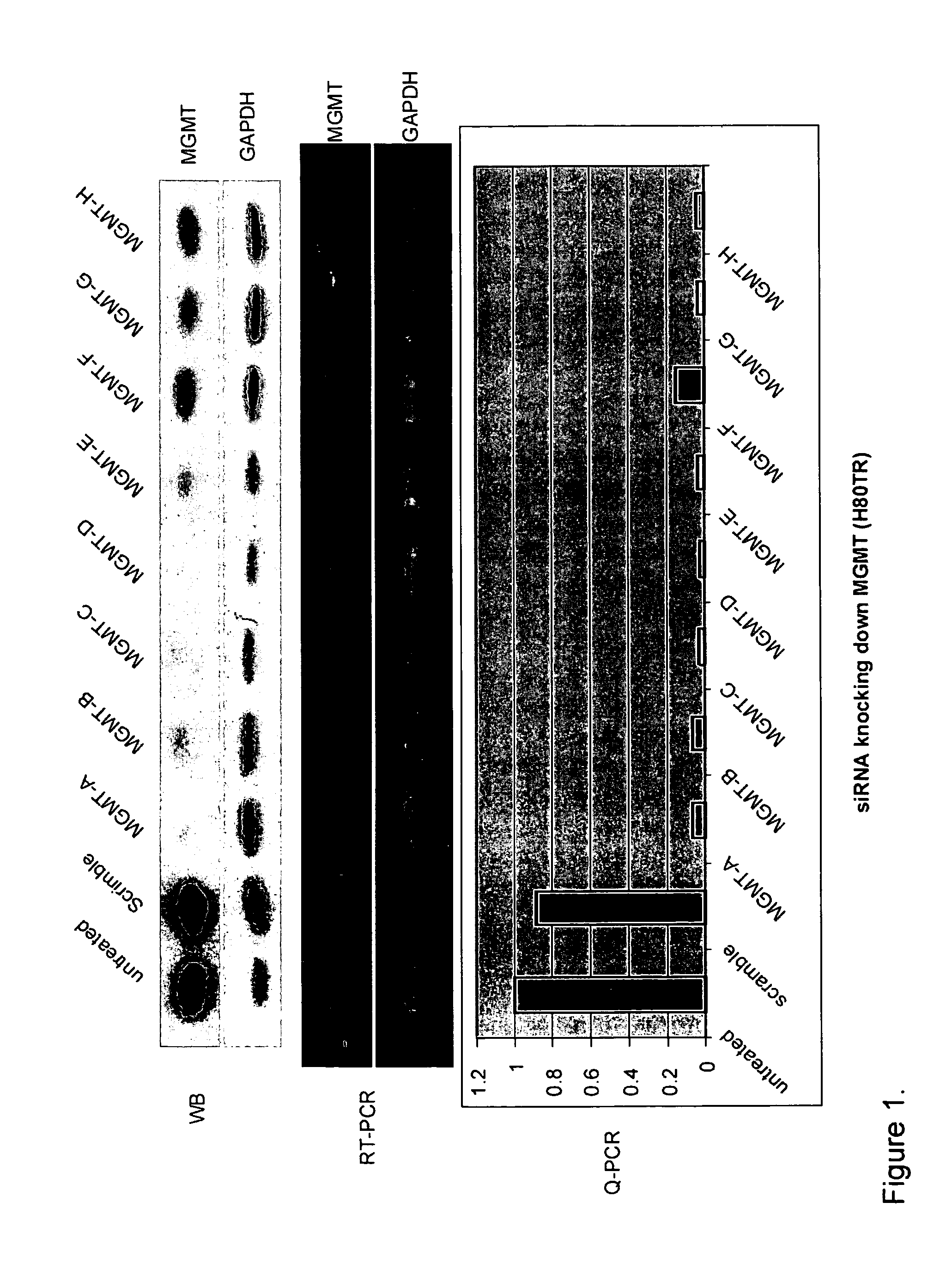 Compositions and methods using siRNA molecules for treatment of gliomas