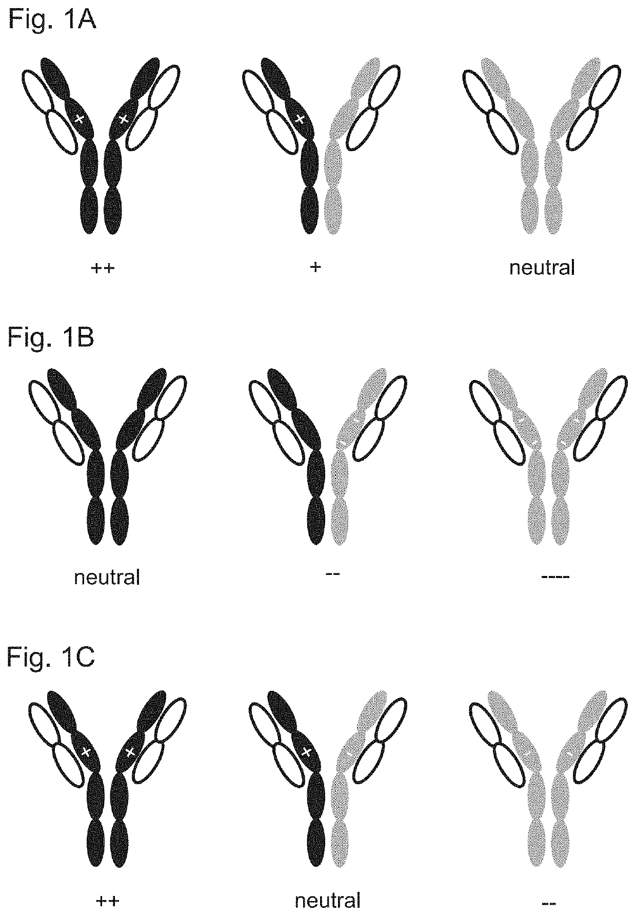 Variant domains for multimerizing proteins and separation thereof