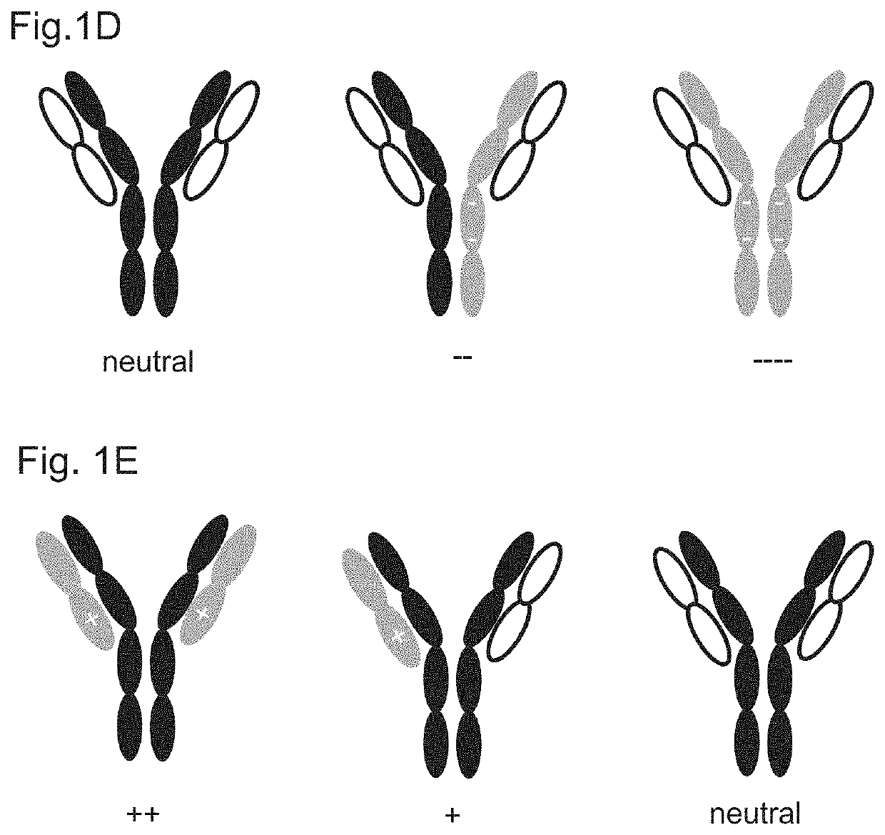 Variant domains for multimerizing proteins and separation thereof