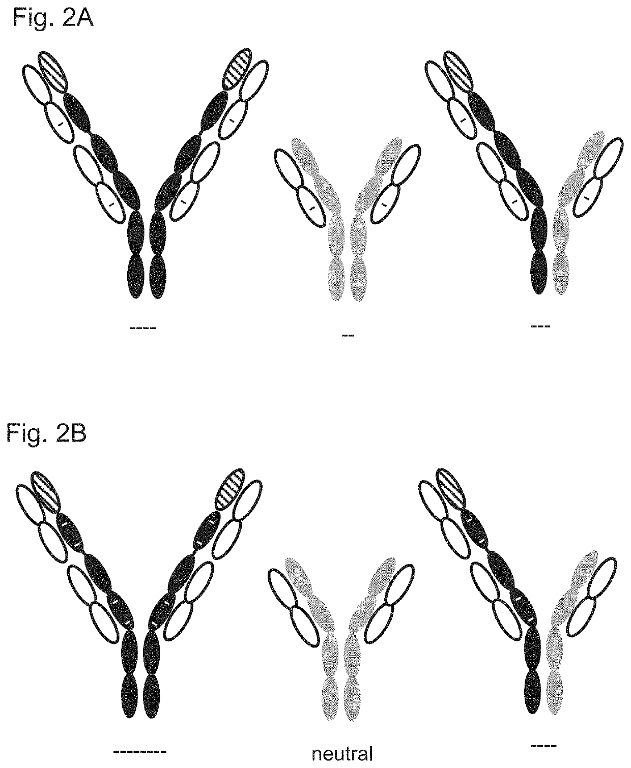 Variant domains for multimerizing proteins and separation thereof