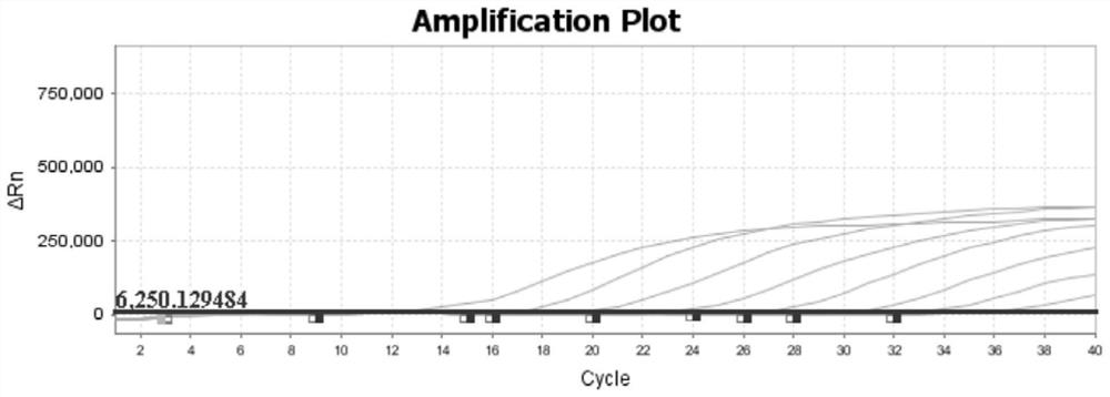 Primer probe group, kit and detection method for PRRSV (porcine reproductive and respiratory syndrome virus) and CSFV (classical swine fever virus) duplex fluorescent quantitative PCR (polymerase chain reaction) detection