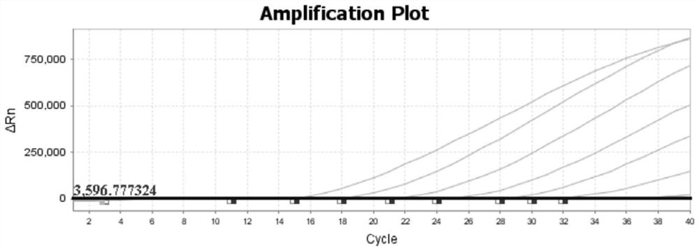 Primer probe group, kit and detection method for PRRSV (porcine reproductive and respiratory syndrome virus) and CSFV (classical swine fever virus) duplex fluorescent quantitative PCR (polymerase chain reaction) detection