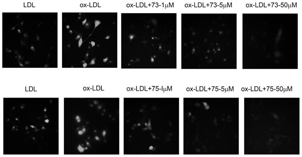 Use of flavonoids from marine fungi