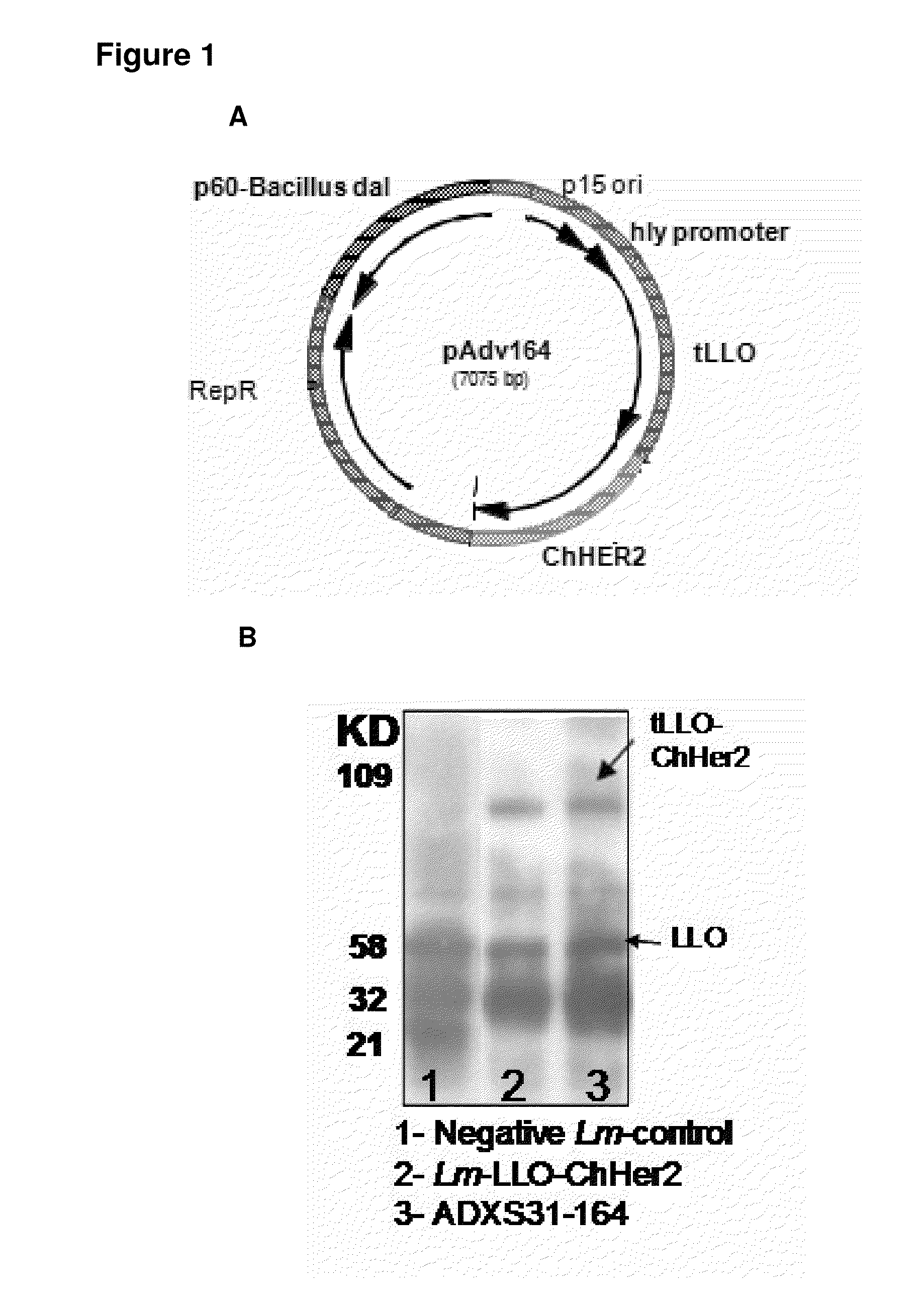 Compositions and methods for prevention of escape mutation in the treatment of her2/neu over-expressing tumors