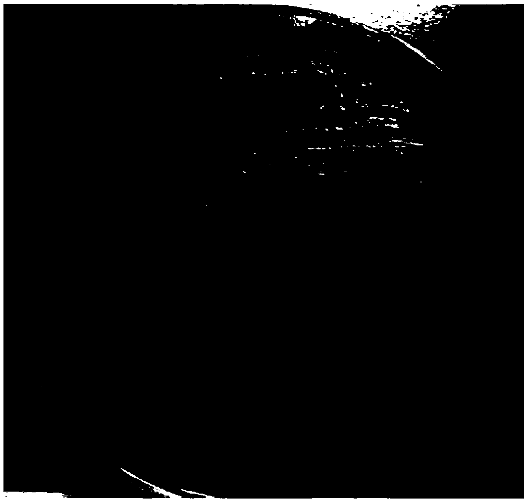 Bacillus sonorensis and application thereof