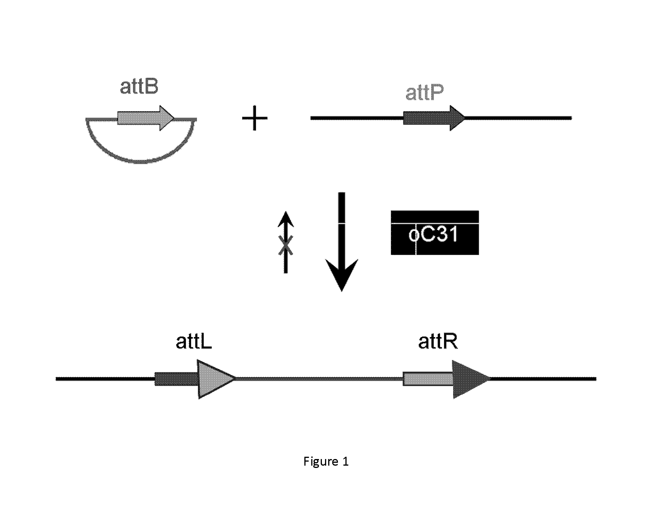 Enhanced gene expression