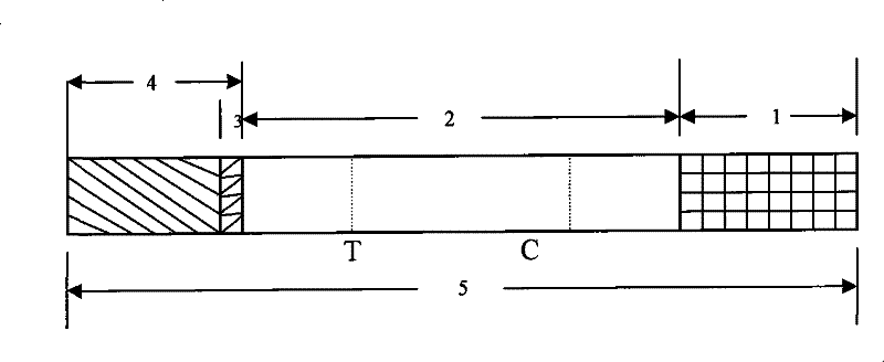 Test paper strip for detecting cleptospira colloidal gold, method for making same and applications