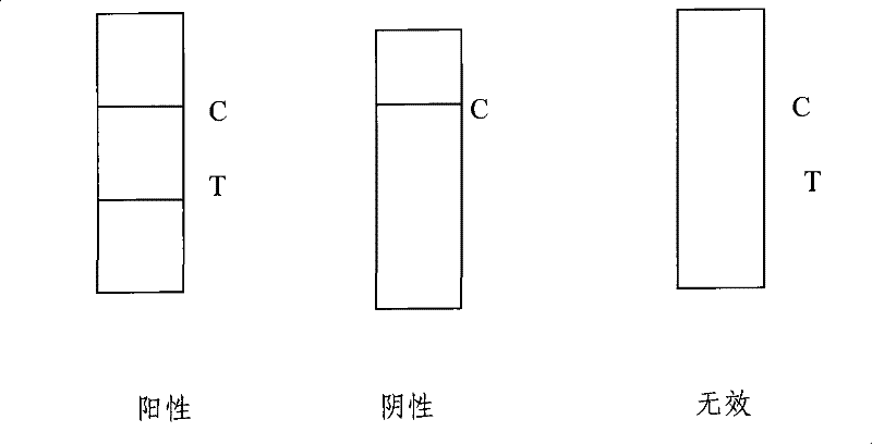 Test paper strip for detecting cleptospira colloidal gold, method for making same and applications