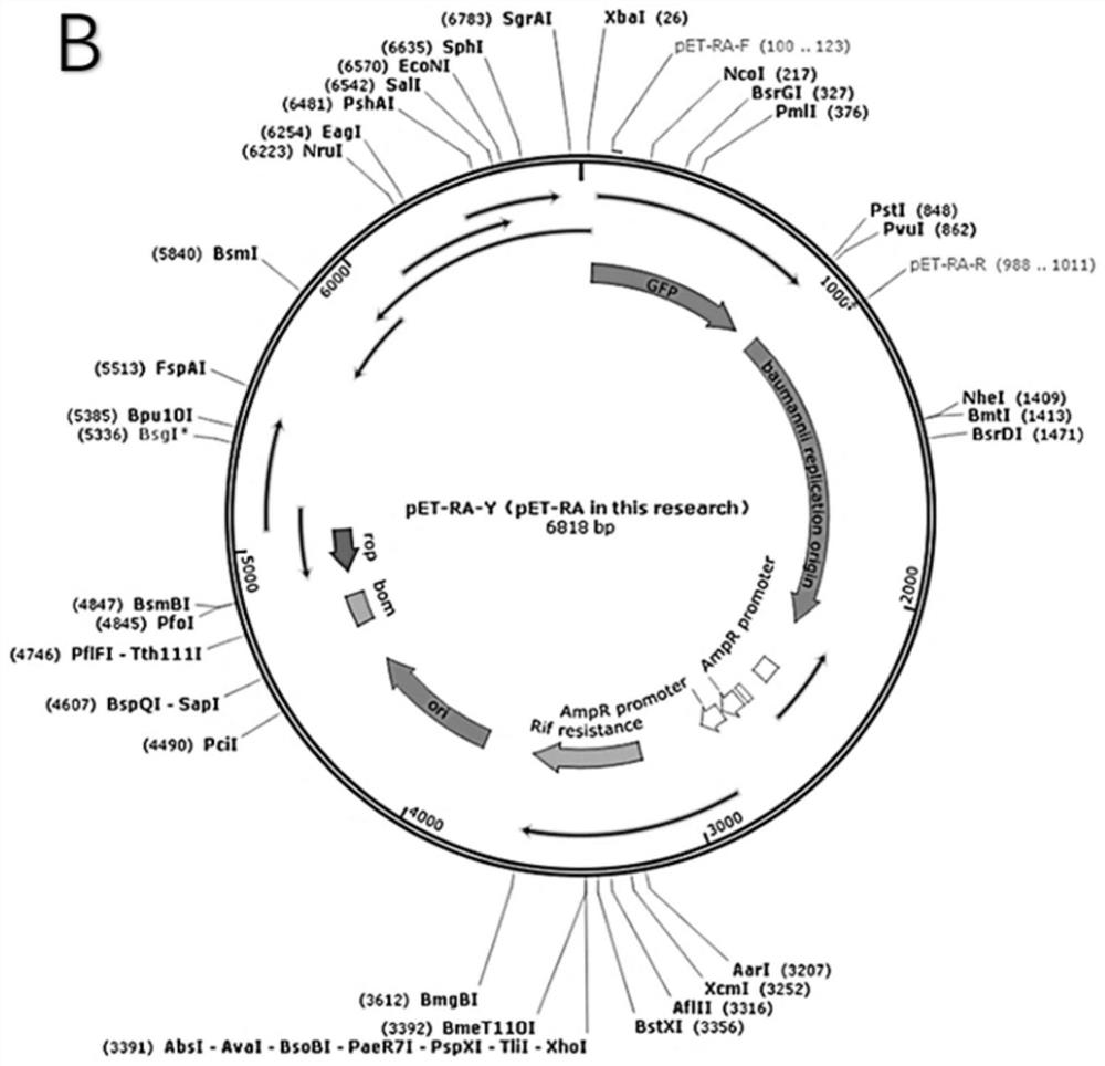 Method for marking acinetobacter baumannii by green fluorescent protein gene