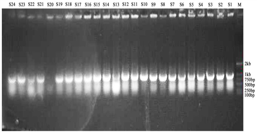 Method for marking acinetobacter baumannii by green fluorescent protein gene