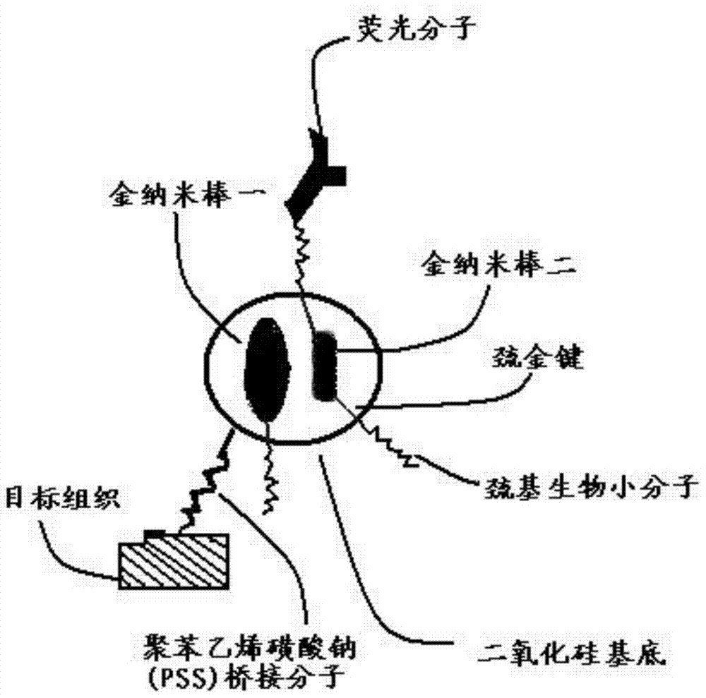 A kind of targeted mesoporous molecular imaging probe and preparation method thereof