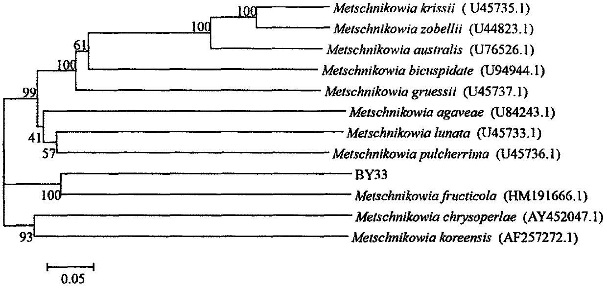 Metschnikowia fructicola for preventing and controlling postharvest diseases of fruits and vegetables, and preparation method and using method of metschnikowia fructicola