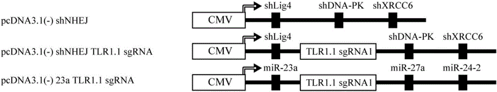 Method for improving efficiency of CRISPR mediated homologous recombination