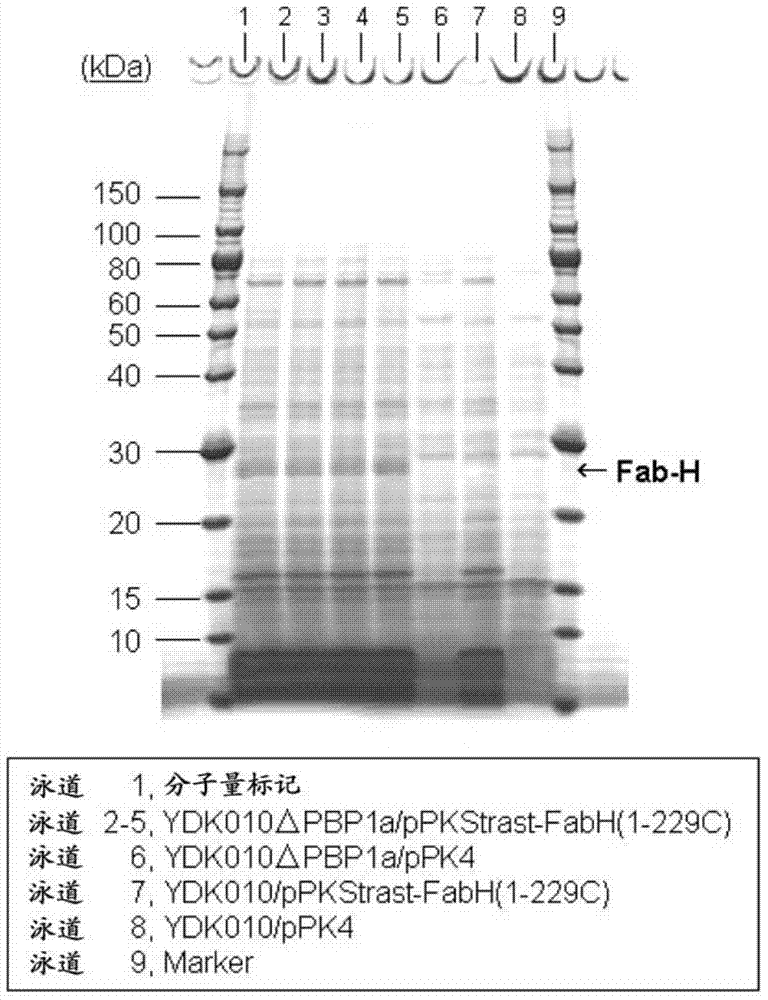 Method for secretory production of protein