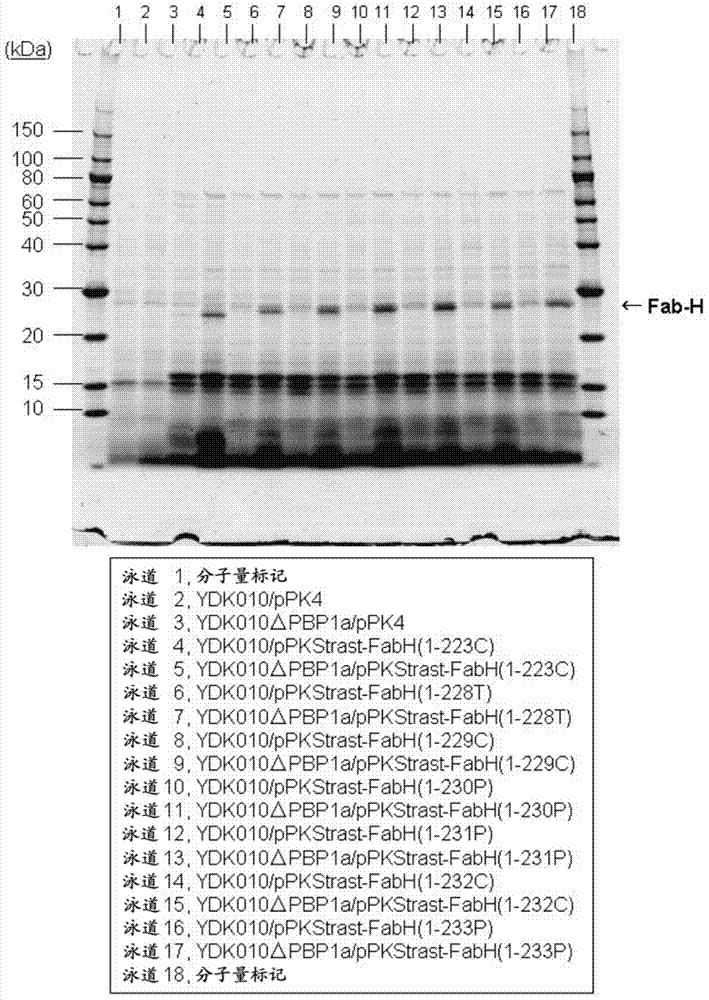 Method for secretory production of protein