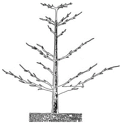 Dispersed and stratified tree shape with small crown and numerous main branches and shape pruning technical method for Korla pear