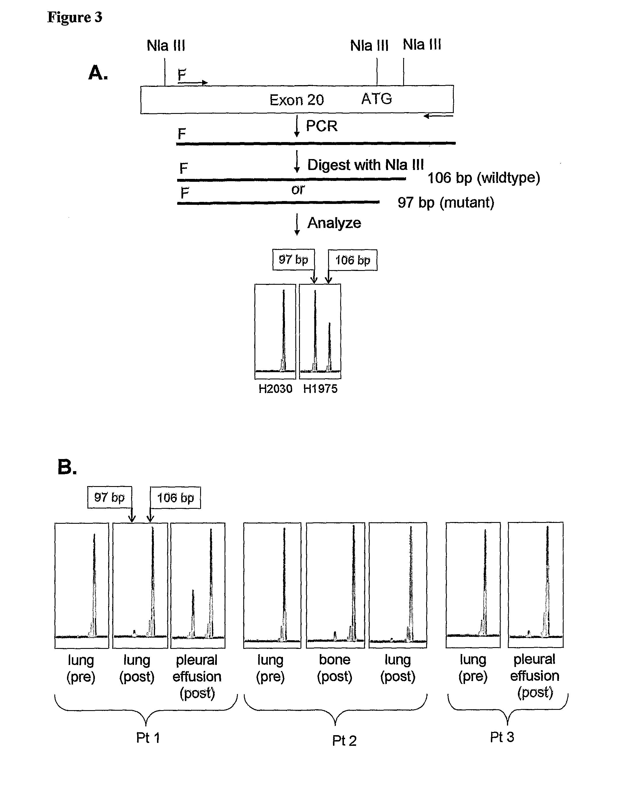 Methods and Compositions for Detecting a Drug Resistant Egfr Mutant
