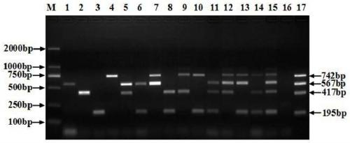 Multi-PCR (Polymerase Chain Reaction) primer group, kit and method for detecting A, B, J and K subgroups avian leukosis viruses