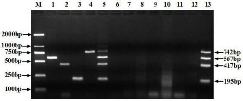 Multi-PCR (Polymerase Chain Reaction) primer group, kit and method for detecting A, B, J and K subgroups avian leukosis viruses