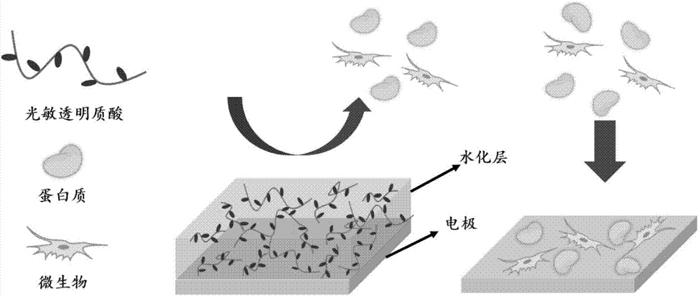 Preparation method of sensor electrode surface anti-biological-pollution coating