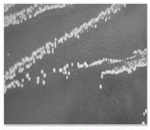 A strain of mannitol-producing Lactobacillus brauchneri and method for fermenting and producing mannitol