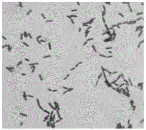 A strain of mannitol-producing Lactobacillus brauchneri and method for fermenting and producing mannitol