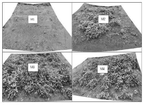 Method for transforming heavy metal tailing slag into soil capable of growing plants