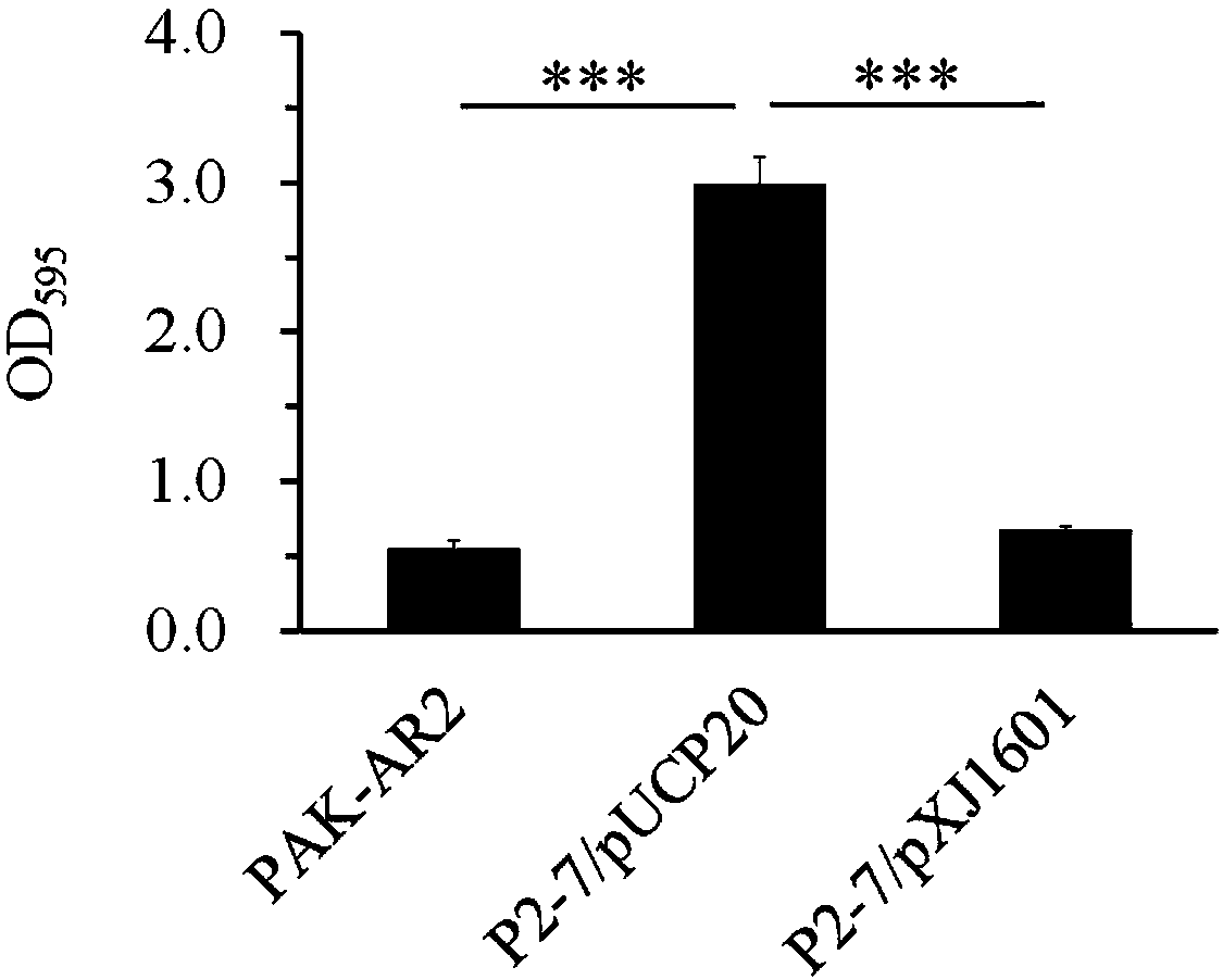 Novel reporter gene system applied to screening of biofilm inhibitor