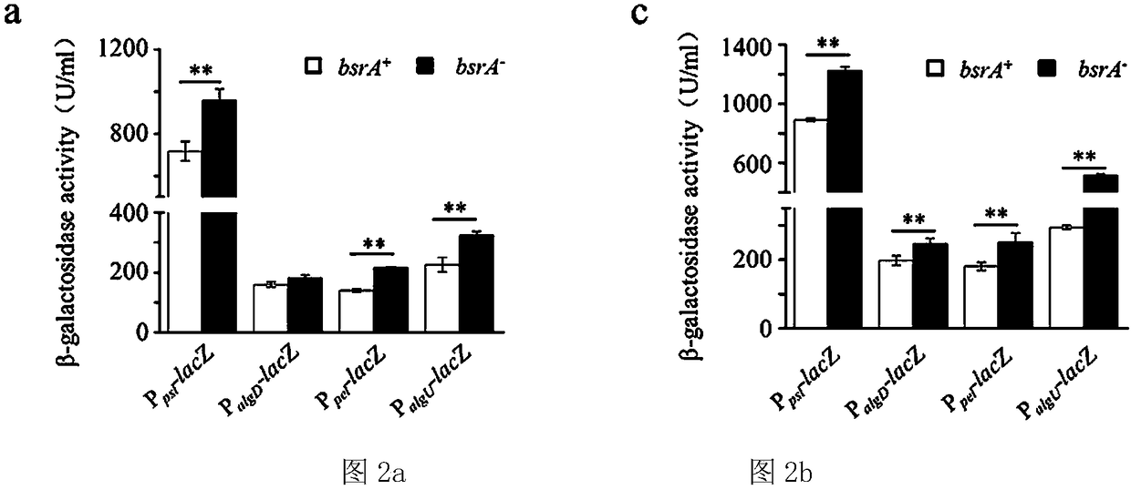 Novel reporter gene system applied to screening of biofilm inhibitor