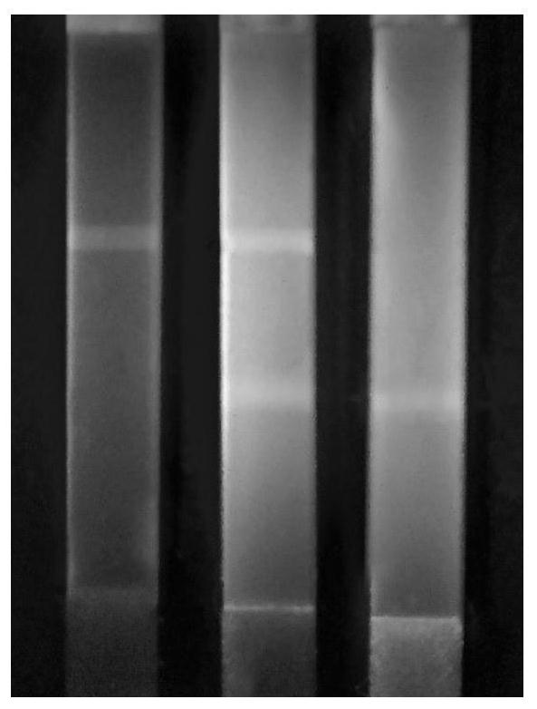A quantum dot immunochromatographic test strip for rapid detection of Brucella antibodies