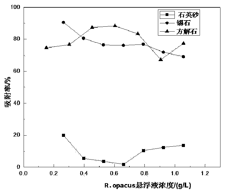Low-grade fine-grained tin ore biological collecting agent and preparation method and application thereof