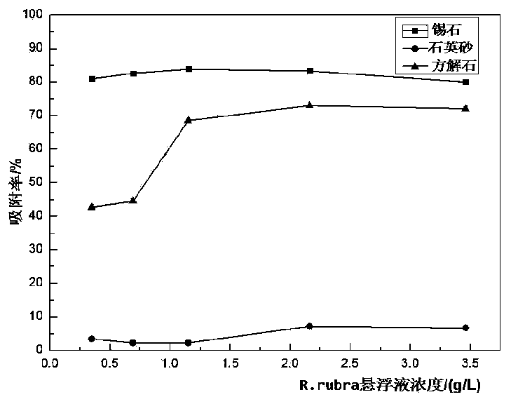 Low-grade fine-grained tin ore biological collecting agent and preparation method and application thereof