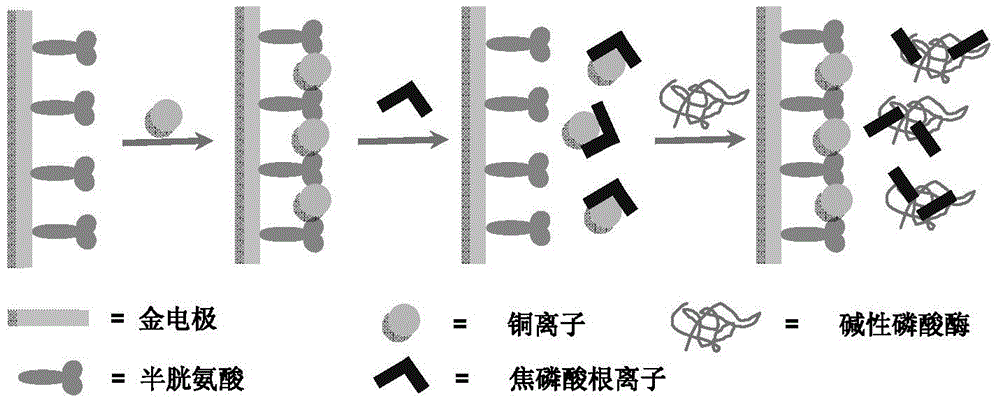 Electrochemical method used for measuring activity of alkaline phosphatase