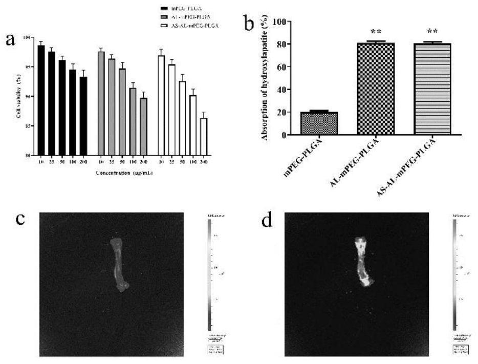 Arendronic acid modified astragaloside mPEG-PLGA nano-micelle and research on anti-osteoporosis effect of alendronic acid modified astragaloside mPEG-PLGA nano-micelle