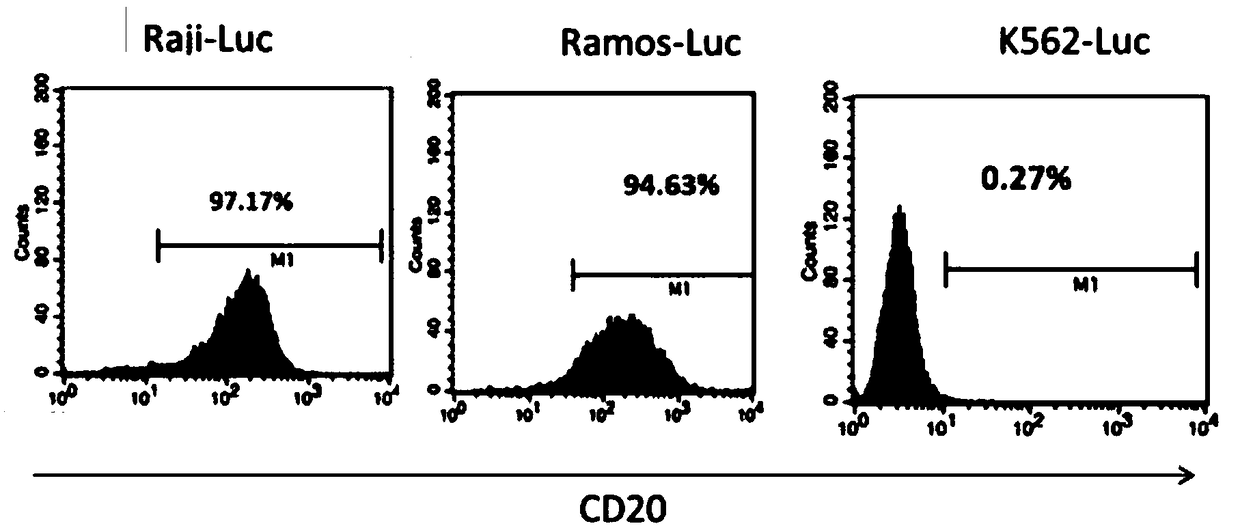 Chimeric antigen receptor (CAR) against CD20 antigen and application thereof